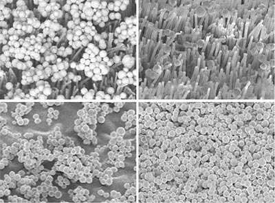  Images of microspheres contaminating adhesive surfaces.