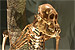 Ape skeleton from exhibit