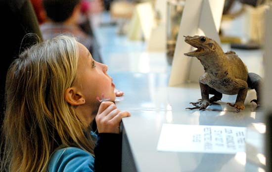Young Cal Day visitor looks at a lizard