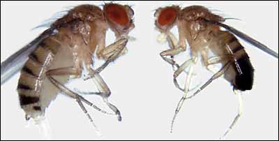 female and male fruit flies