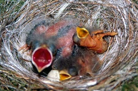 A naturally parasitized nest of an Eastern phoebe by the brown-headed cowbird. The larger, redder gape belongs to the older parasitic cowbird chick, while the smaller, paler gapes are of the hosts' own phoebe young.
