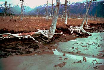 Ghost forest along Alaska's Cook Inlet