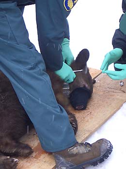 Biologists attach radio tracking collar to bear cub