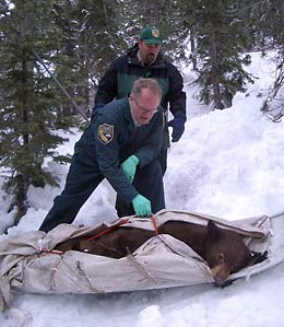 Biologists ready a sedated bear for transfer to its new den