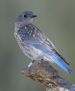 Western bluebird fledgling