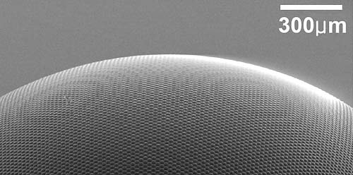 scanning electron microscope image of the surface of an artificial compound eye