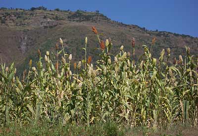 Sorghum field in Ethiopia