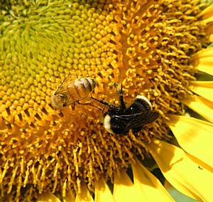 Honeybee and bumblebee
