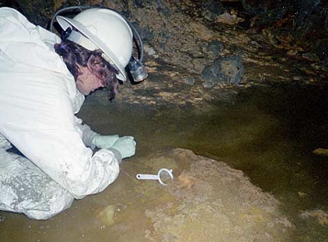  Sampling pink biofilms growing in acid mine drainage deep underground in the Richmond Mine, Iron Mountain, Calif. The water is almost as acidic as battery acid, with a pH of about 1. 