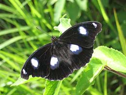 male h. bolina butterfly