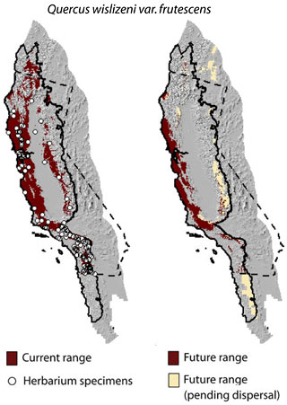 range map for California live oak