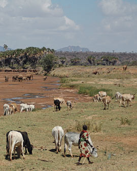 Woman herding cattle in the Samburu National Reserve