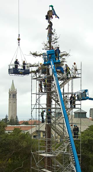 Erecting scaffold around tree and protesters