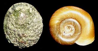 Limpet and snail shells