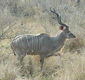 African kudu