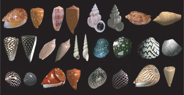 mollusc shell