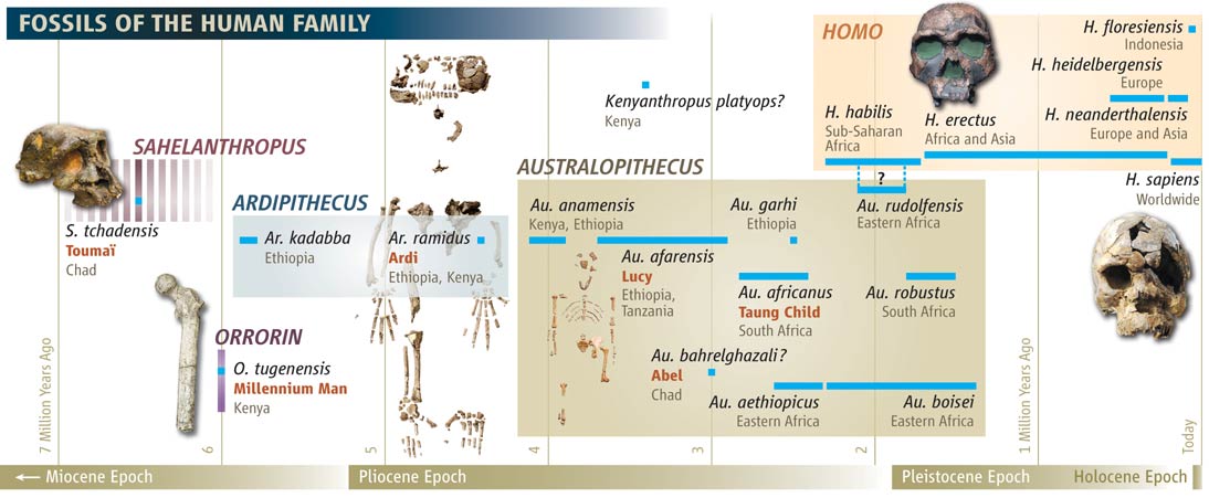 Dna Discovery Timeline