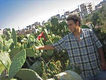Daniel picking cactus fruit