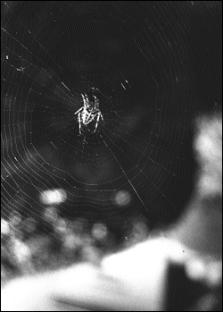 Pumpkin spider in a web