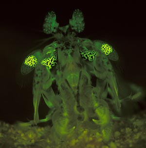 Fluorescing mantis shrimp in threat posture