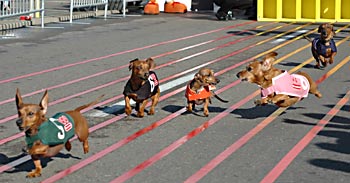 Racing dachshunds