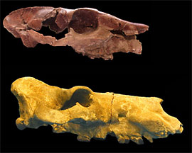 Anthracothere and hippopotamus skulls