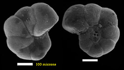  fresh-water foraminifera