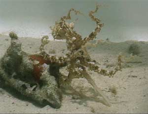 The octopus Octopus aculeatus walks along the floor of a tank