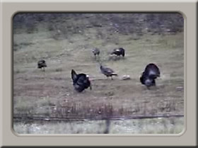 Video of cooperative turkey mating ritual