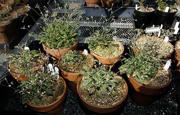 Buckwheat being propagated in pots