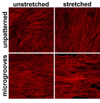  The cytoskeleton of mesenchymal stem cells shows the orientation of stem cells on micropatterned membranes. On unpatterned membranes, stem cells naturally orient randomly, but realign perpendicularly to the axis of stretch when repeatedly stretched. However, on membranes with micropatterned grooves, stem cells align with the grooves and remain aligned even when stretched. Note: direction of stretch is left to right, and the orientation of microgrooves is left to right.