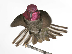 male Anna's hummingbird