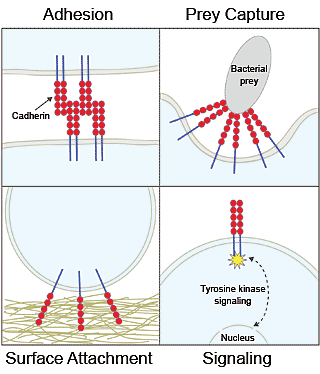 Diagram of Choanoflagellates cadherins roles