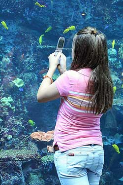 Grabbing a photo with a cell-phone camera. (Photo shared by L-ines ["German," "female"], on Flickr website.) 