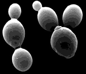 Electron microscope image of budding yeast