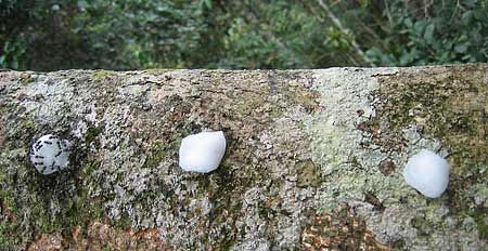 salt-and sugar-soaked cotton balls on log