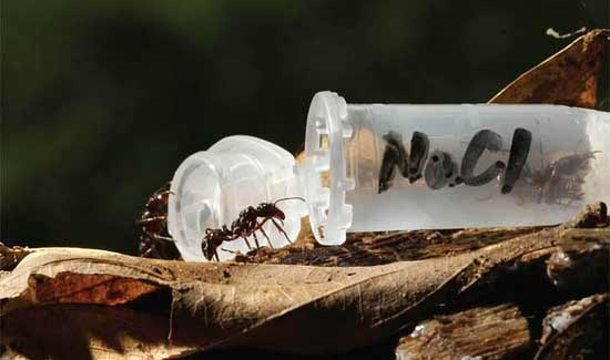 Ant in salt-laced tube