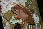 tree frog Hypsiboas faber