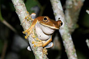 tree frog Hypsiboas semilineatus