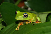 tree frog Hypsiboas albomarginatus