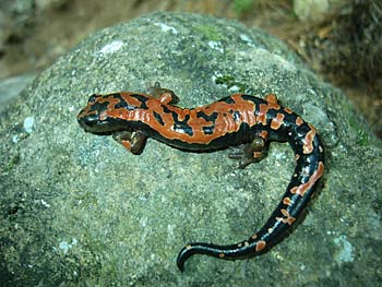 The salamander Bolitoglossa lincolni