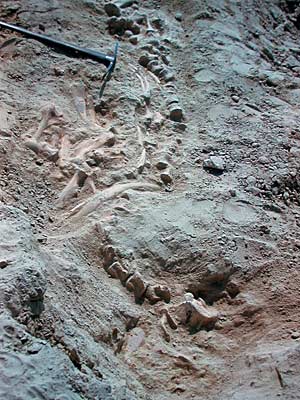 Fossil sea lion