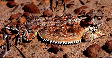 This coast horned lizard from Torrey Pines State Park is distinctly different from populations in central and southern Baja California, and has been designated a new species, Phrynosoma blainvillii.