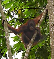 Orang-utan at the zoo