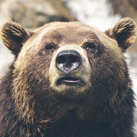 Front view of a grizzly bear