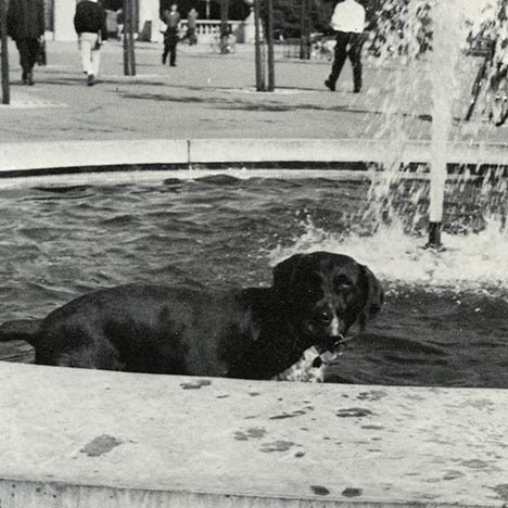 Black dog in fountain