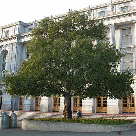Large oak tree in front of Wheeler Hall