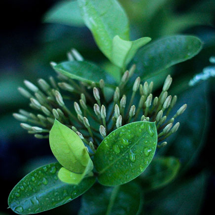 Green leaves with water droplets