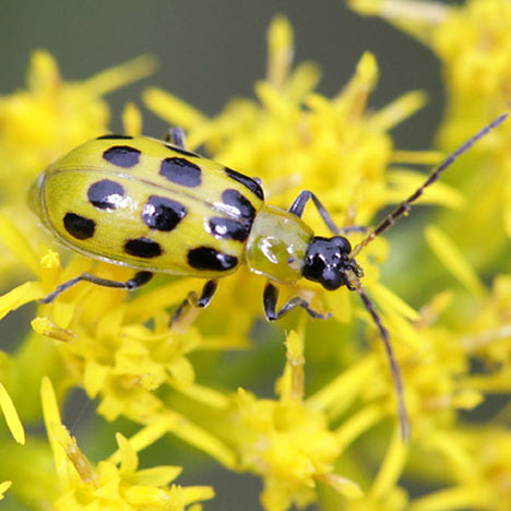 Yellow insect with black dots sitting on yellow vegetation