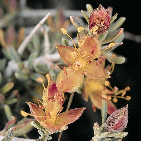 Open flowers with apricot and pink colors